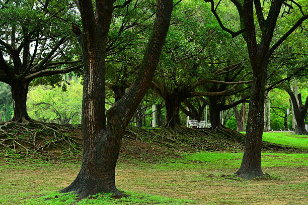 istock Lush foliage trees with strong roots and branches 476328070