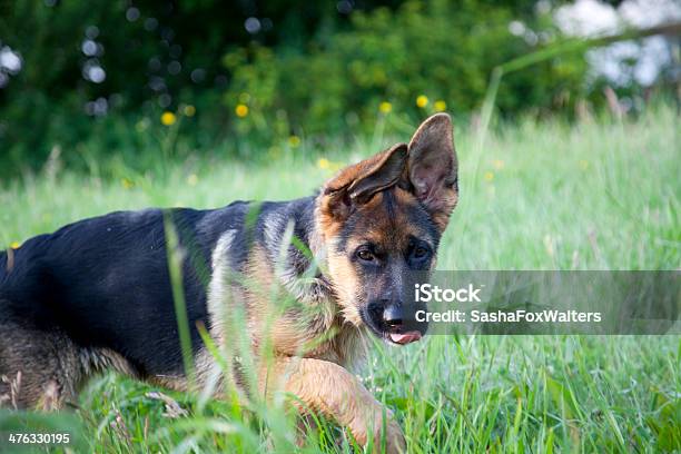 Photo libre de droit de Berger Allemand Chiots Jouant banque d'images et plus d'images libres de droit de Berger allemand - Berger allemand, Chien, Chien de race