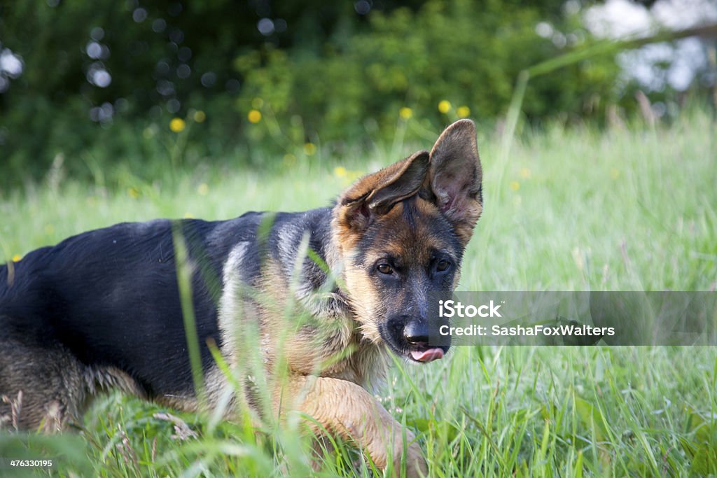 Cão Pastor Alemão puppies tocando - Foto de stock de Animal royalty-free