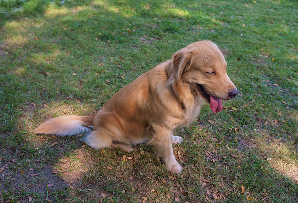 istock Golden Retriever in Garden 476331072
