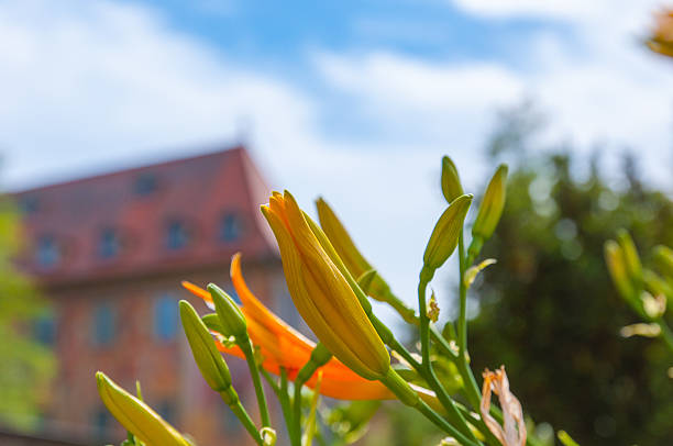 Flowers in Bamberg, Germany. stock photo