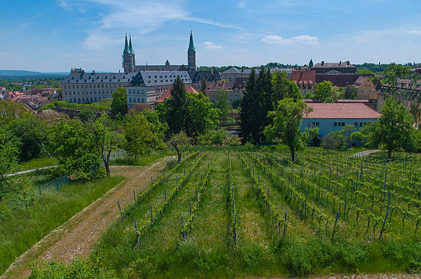 Vineyard in spring, Bamberg stock photo