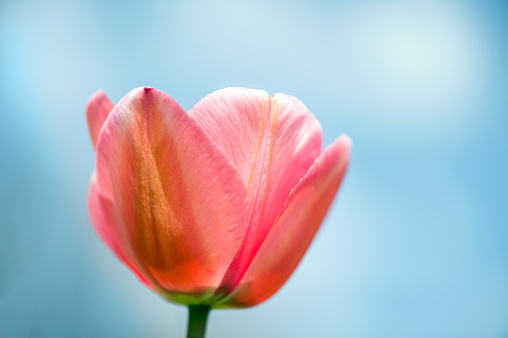 Pink tulips close-up against the blue sky, shallow DOF.