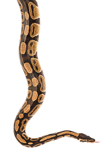 Studio shot of a python crawling from the top, isolated on a white background. The file includes a clipping path to easily select the snake itself and use it as a design element.