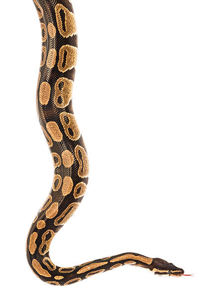 Royal python snake isolated on white with clipping path Studio shot of a python crawling from the top, isolated on a white background. The file includes a clipping path to easily select the snake itself and use it as a design element. morelia stock pictures, royalty-free photos & images