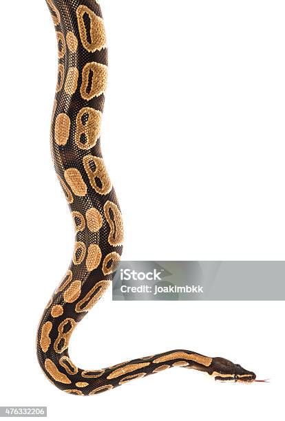 Royal Python Snake Isolated On White With Clipping Path Stock Photo - Download Image Now