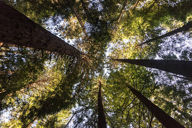 istock Sequoia Redwoods in Northern California 476332208