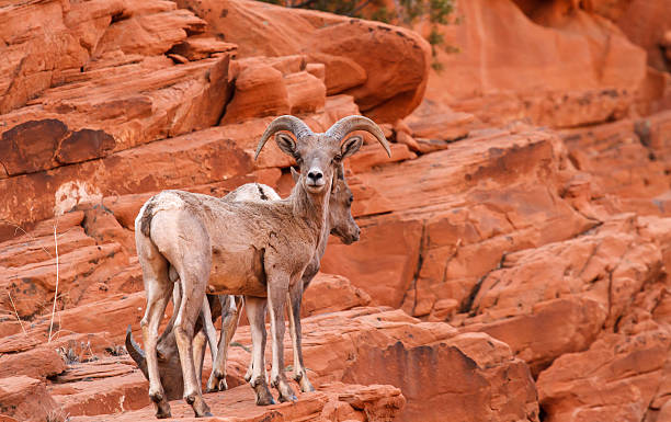 istock Mojave Desert Big Horn Sheep Ram 476333431