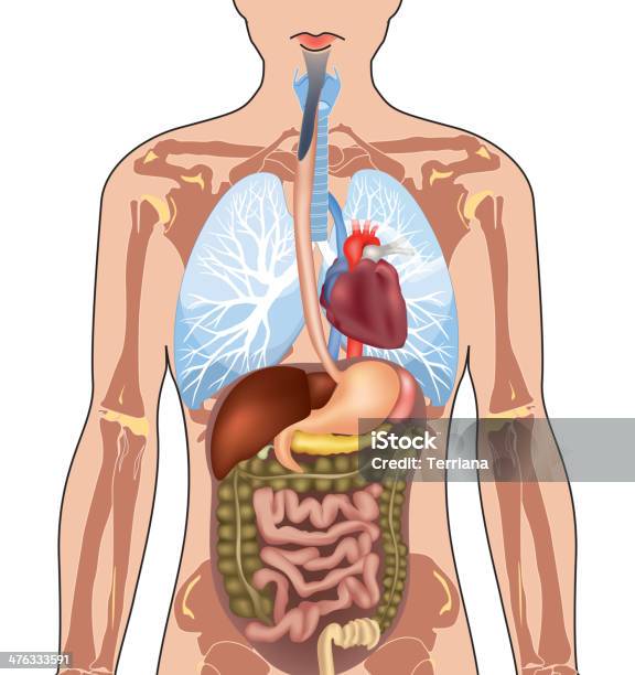 Corps Humain Anatomie Vecteurs libres de droits et plus d'images vectorielles de Personne humaine - Personne humaine, Côlon, Estomac