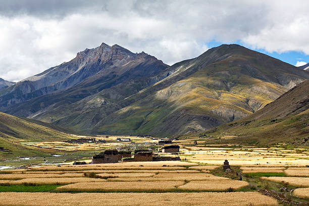 dho tarap aldeia, dolpo, nepa - nepal landscape hiking rice imagens e fotografias de stock