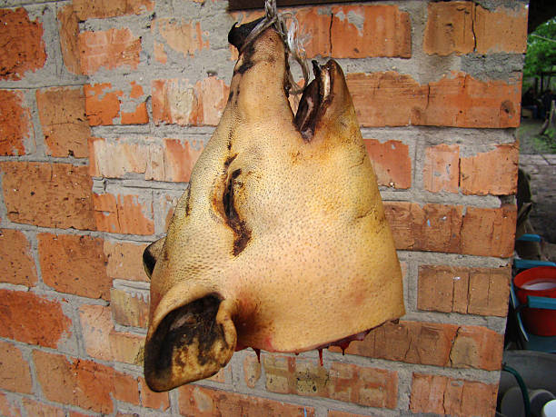 свинья руководитель - dead animal стоковые фото и изображения