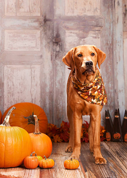 istock Golden Labrador Retriever 476336506