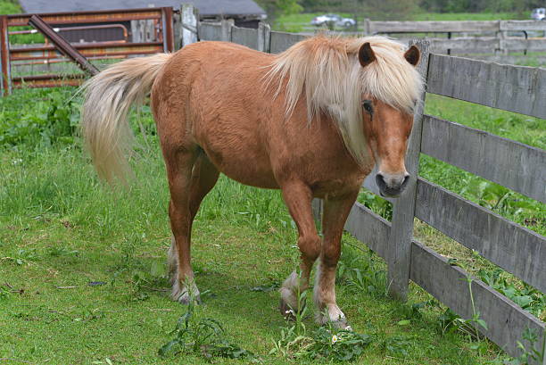 Haflinger Horse stock photo