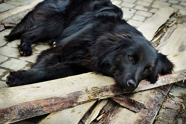 istock Lonely black dog waiting someone on outdoors 476336538