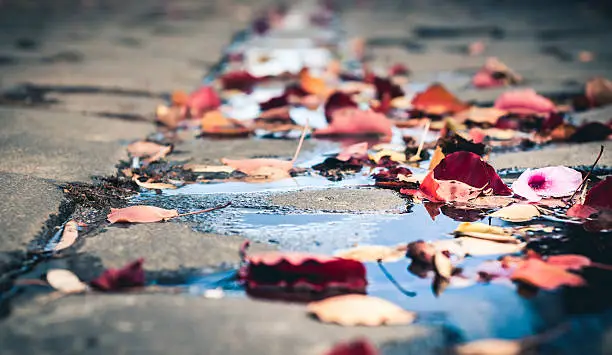 Close up of fallen leaves and flowers in a cobblestone laneway in Autumn.