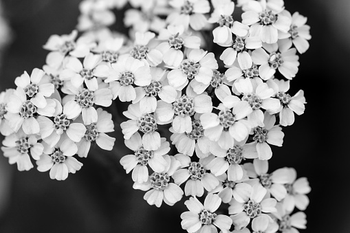 Black and white nature detail in Olympic National Park, Washington State. Horizontal image shows a close up of a group of white wildflowers.