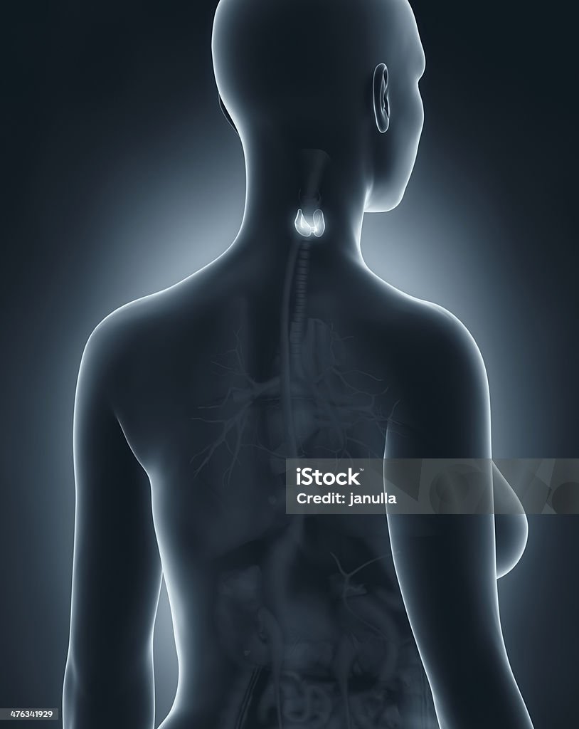 Femme de l'anatomie de la thyroïde x-ray noir vue postérieure - Photo de Adulte libre de droits