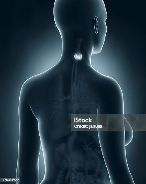 Photo libre de droit de Femme De Lanatomie De La Thyroïde Xray Noir Vue Postérieure banque d'images et plus d'images libres de droit de Adulte