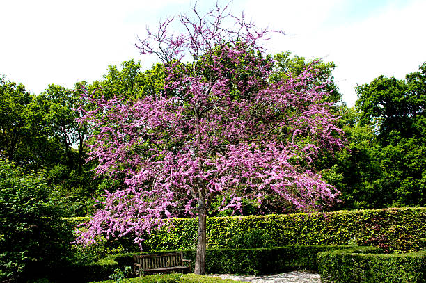 Judas Tree redbud, judas tree in a formal garden judas stock pictures, royalty-free photos & images