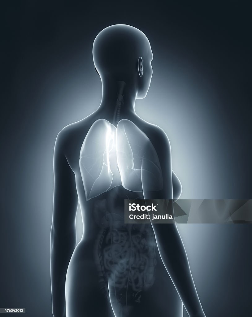 Mulher pulmões anatomia raio-x preto vista posterior - Foto de stock de Adulto royalty-free