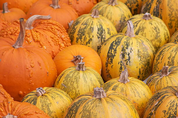 kürbis/pumpkin9 - kurbis fotografías e imágenes de stock