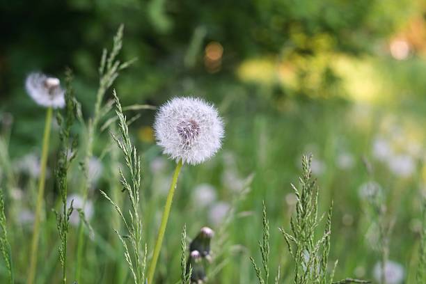 istock white flower of dandelion against a grass 476342718