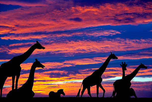 istock zebra and giraffes resting in the sunset 476345030