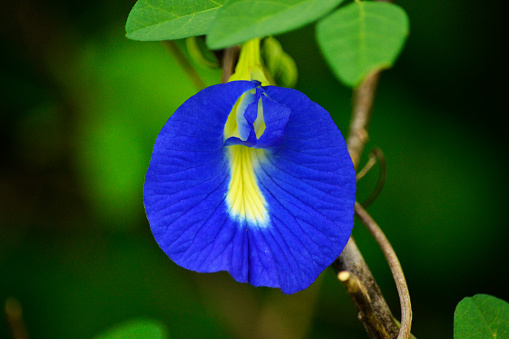 dark blue inflorescences of a clove plant bloom in a flower bed and spread a thick rich aroma, selective focus