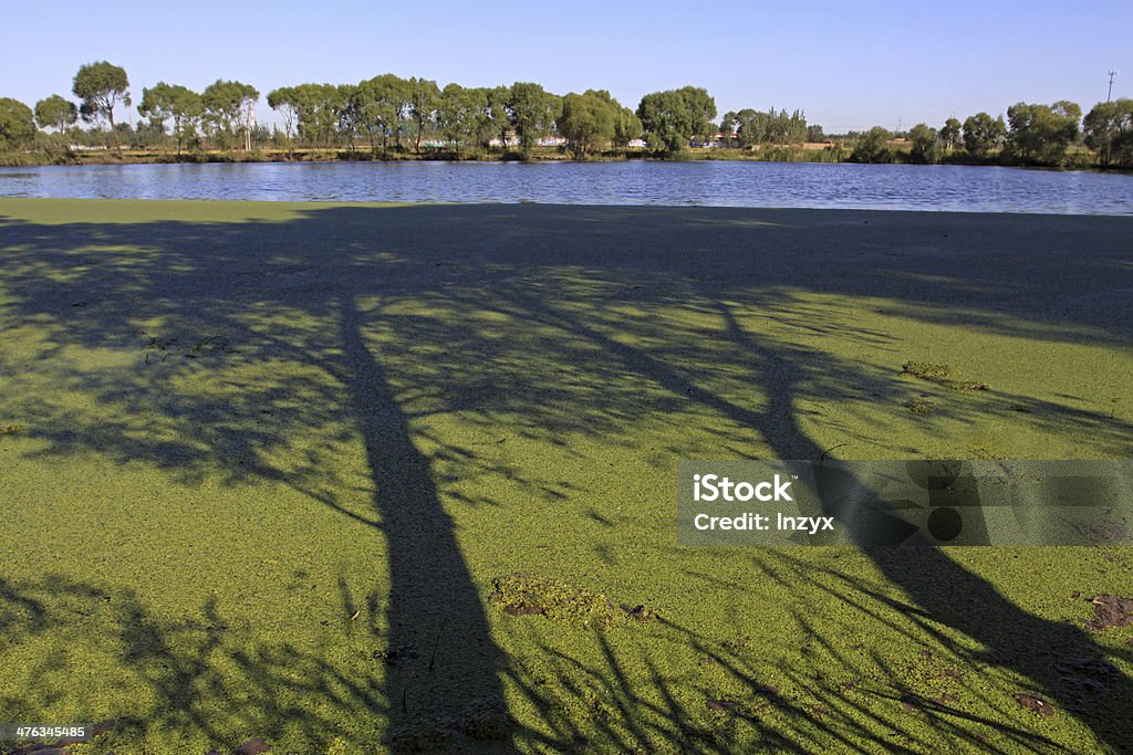 Lago paisagem - Foto de stock de Agricultura royalty-free