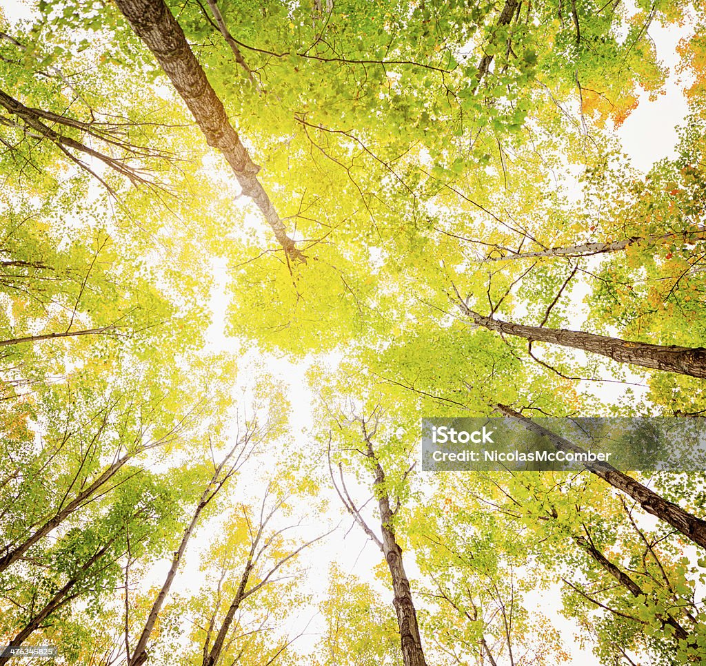 Controluce autunno Foresta dal basso - Foto stock royalty-free di Acero