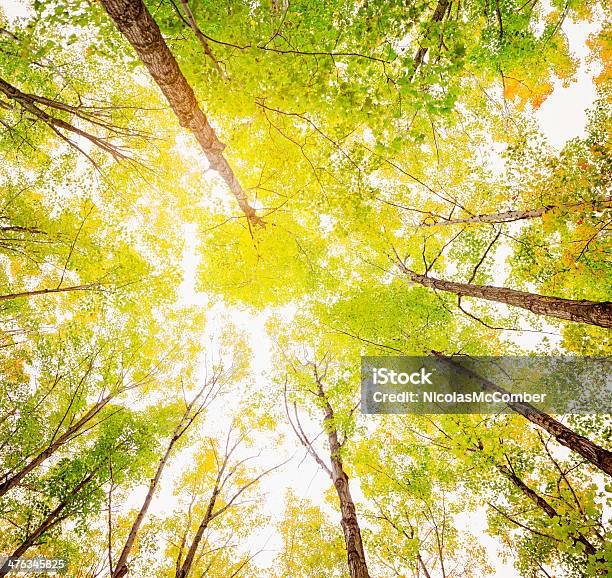 逆光から下にある秋の森 - めまいのストックフォトや画像を多数ご用意 - めまい, イースタンタウンシップス, カエデ