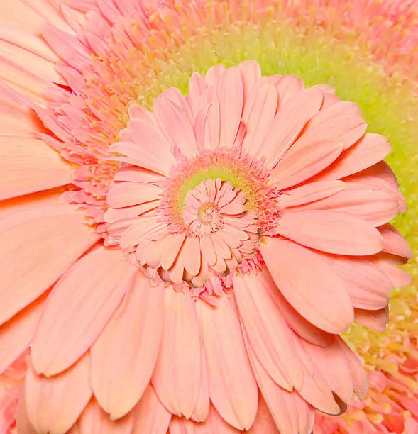 Gerber flower infinity spiral abstract background. Fibonacci.