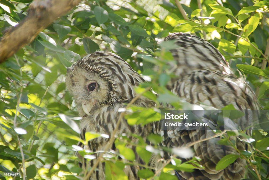 Dois dos Urais owls ocultos - Foto de stock de Animal royalty-free