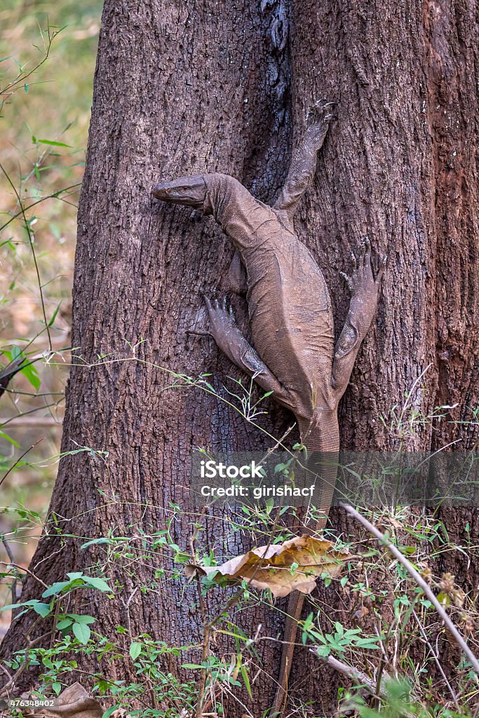 Monitor Lizard On A Tree Trunk Stock Photo - Download Image Now - 2015,  Animal Scale, Animal Wildlife - iStock