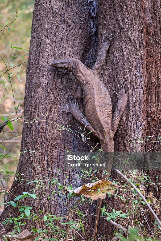 Monitor Lizard On A Tree Trunk Stock Photo - Download Image Now - 2015, Animal Scale, Animal Wildlife - iStock Monitor Lizard On A Tree Trunk Stock Photo - Download Image Now - 2015, Animal Scale, Animal Wildlife - iStock