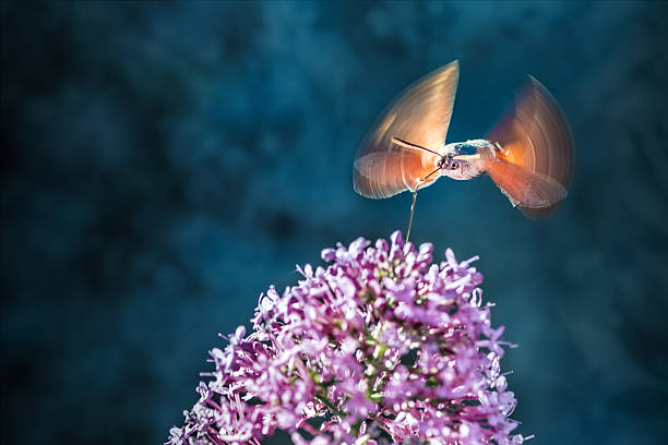 Hummingbird Hawk-moth (Macroglossum stellatarum) is eating nectar from pink valerian flower like a hummingbird.