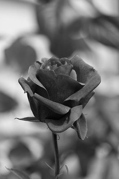 istock Red Rosebud In Black And White 476349100