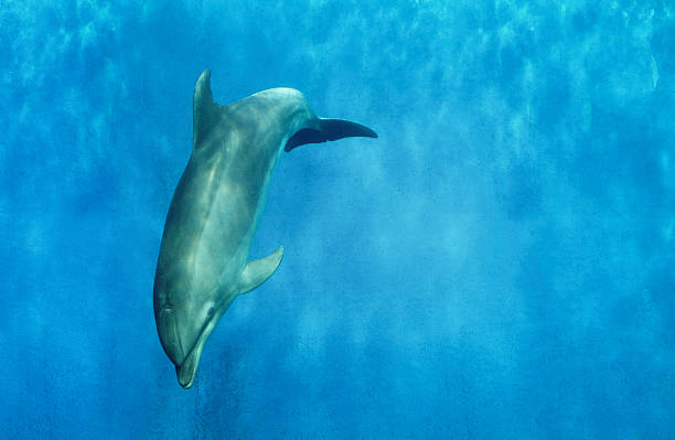 istock Dolphin swimming in aquarium 476349365