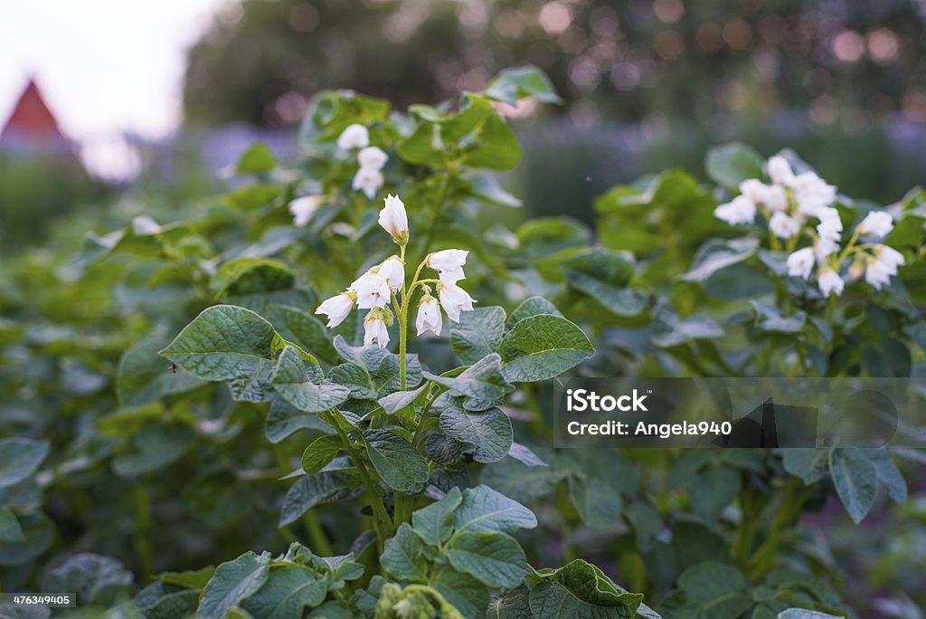 Potato bush blooming with white flowers Potato bush blooming with white flowers on the garden bed close-up Agricultural Field Stock Photo