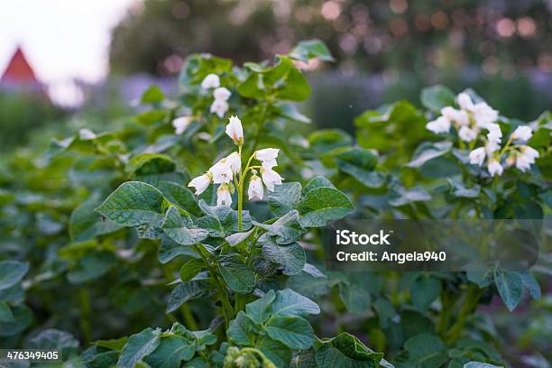 Potato Bush Blooming With White Flowers Stock Photo - Download Image Now - Agricultural Field, Agriculture, Blossom