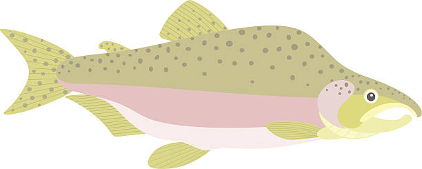 humpback salmon - pembe somon stock illustrations