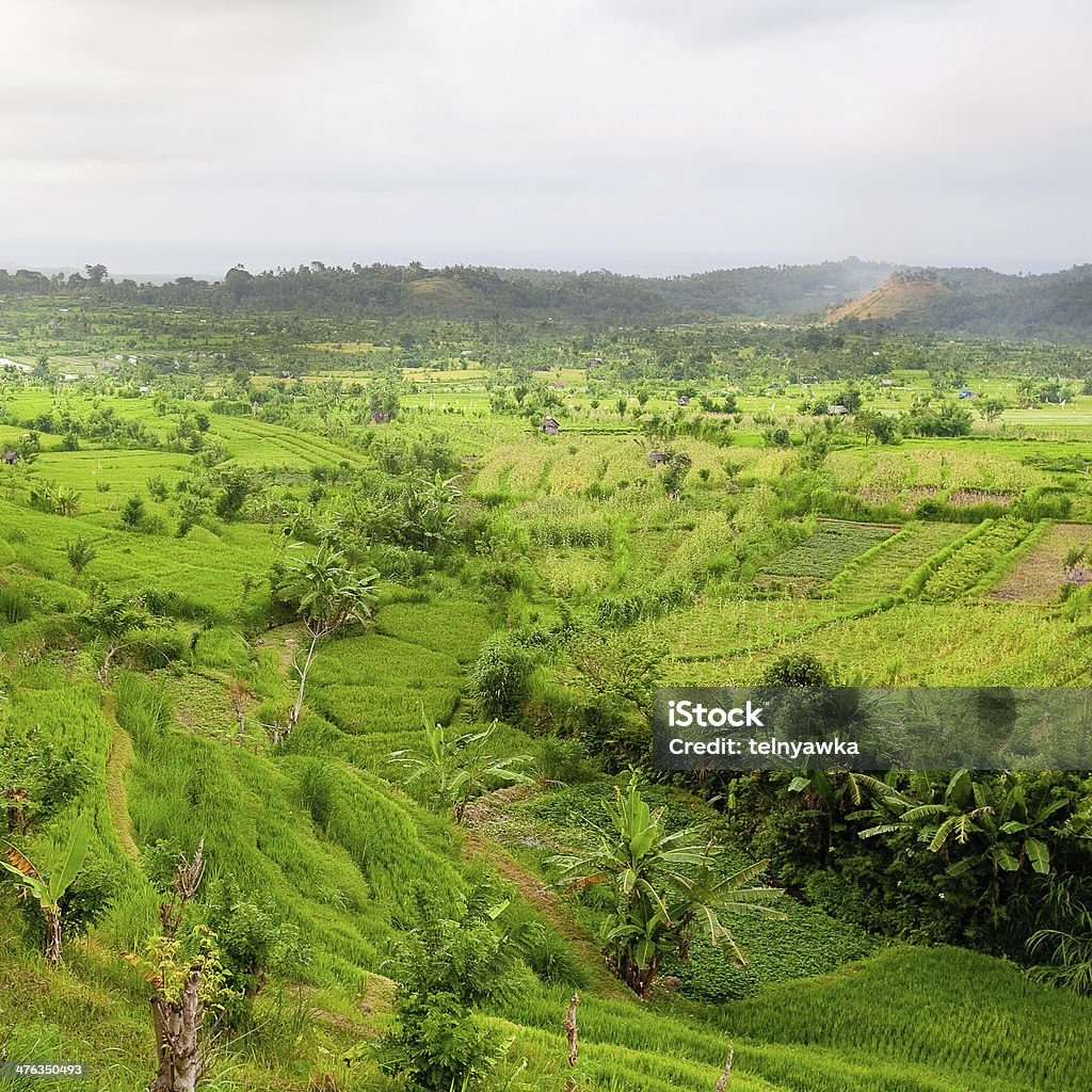 Campos de arroz de Bali - Foto de stock de Agricultura libre de derechos