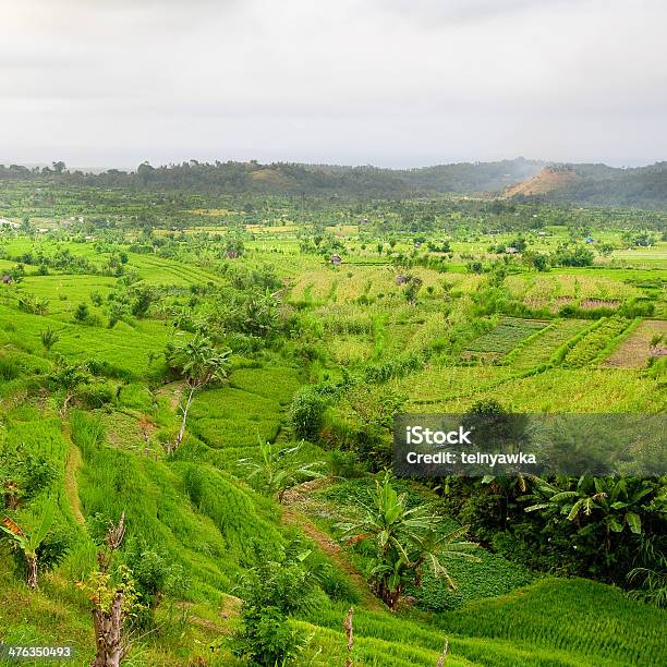 Campos De Arroz De Bali Foto de stock y más banco de imágenes de Agricultura - Agricultura, Aire libre, Ajardinado