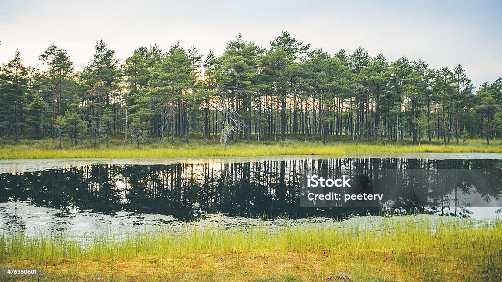 Nordic landscape. Summer landscape in bog. Baltic Countries Stock Photo