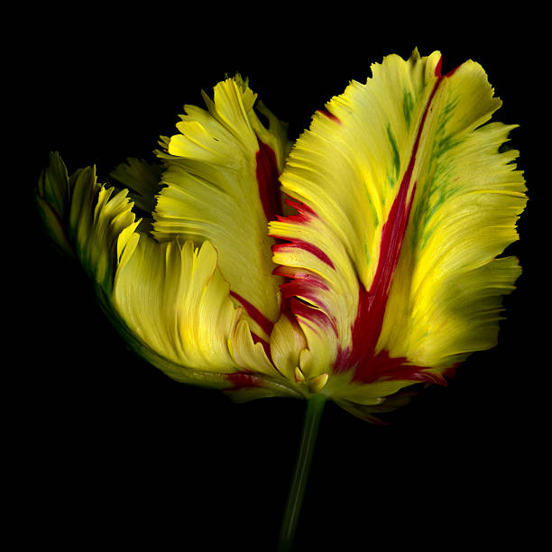 Yello and red parrot tulip isolated against a black background.  Background is solid black which is easily extended for copy space.
