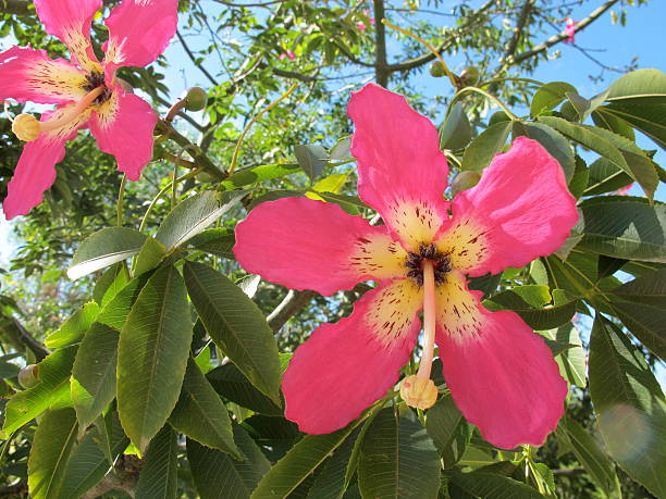 Silk Floss Tree Pink Flowers stock photo