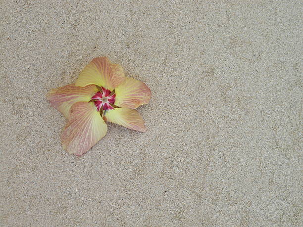 Yellow Flower on the White Sands of Fiji stock photo