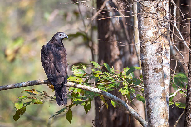istock Honey buzzard in its habitat 476352306