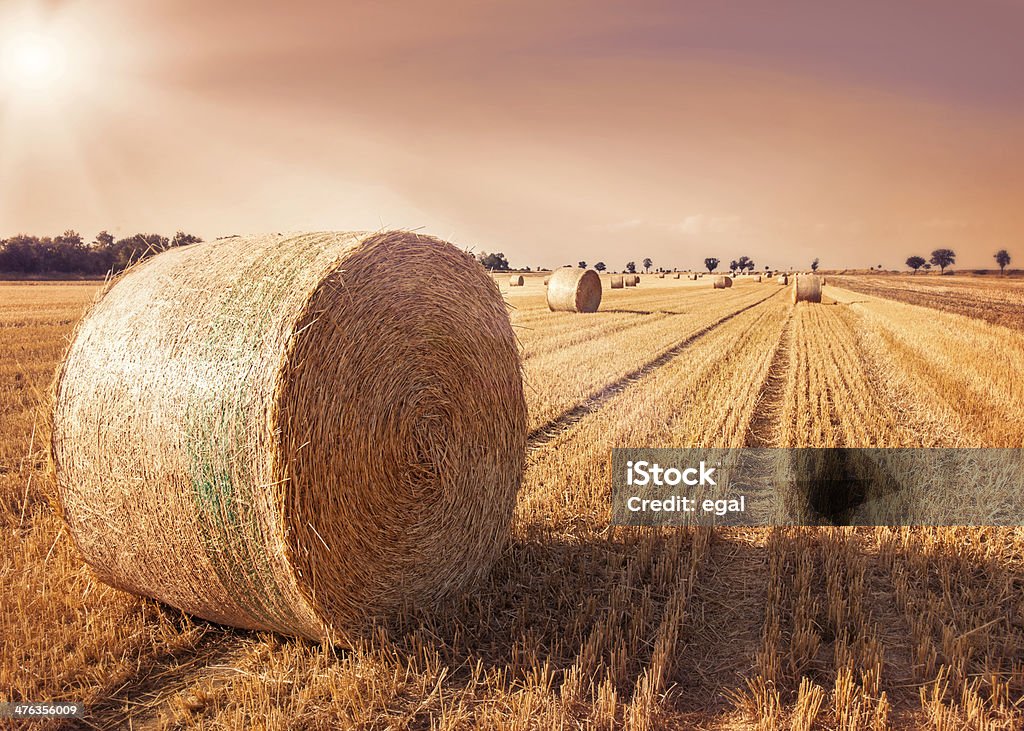 Rodada fardos de palha - Foto de stock de Agricultura royalty-free