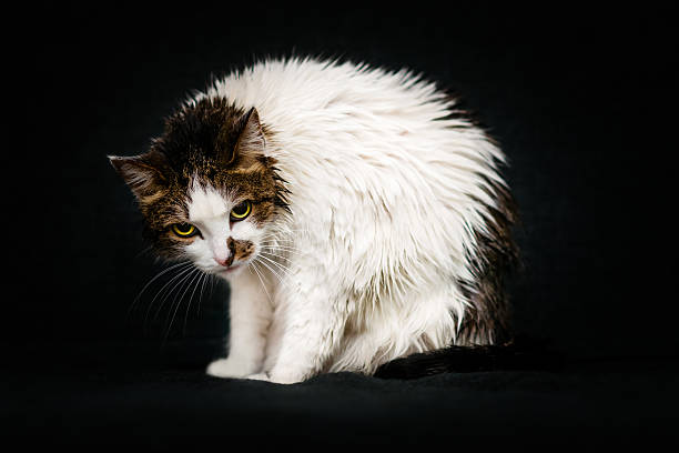 zwarzony wygląd żałosny mokre kot po kąpieli - zwarzony zdjęcia i obrazy z banku zdjęć